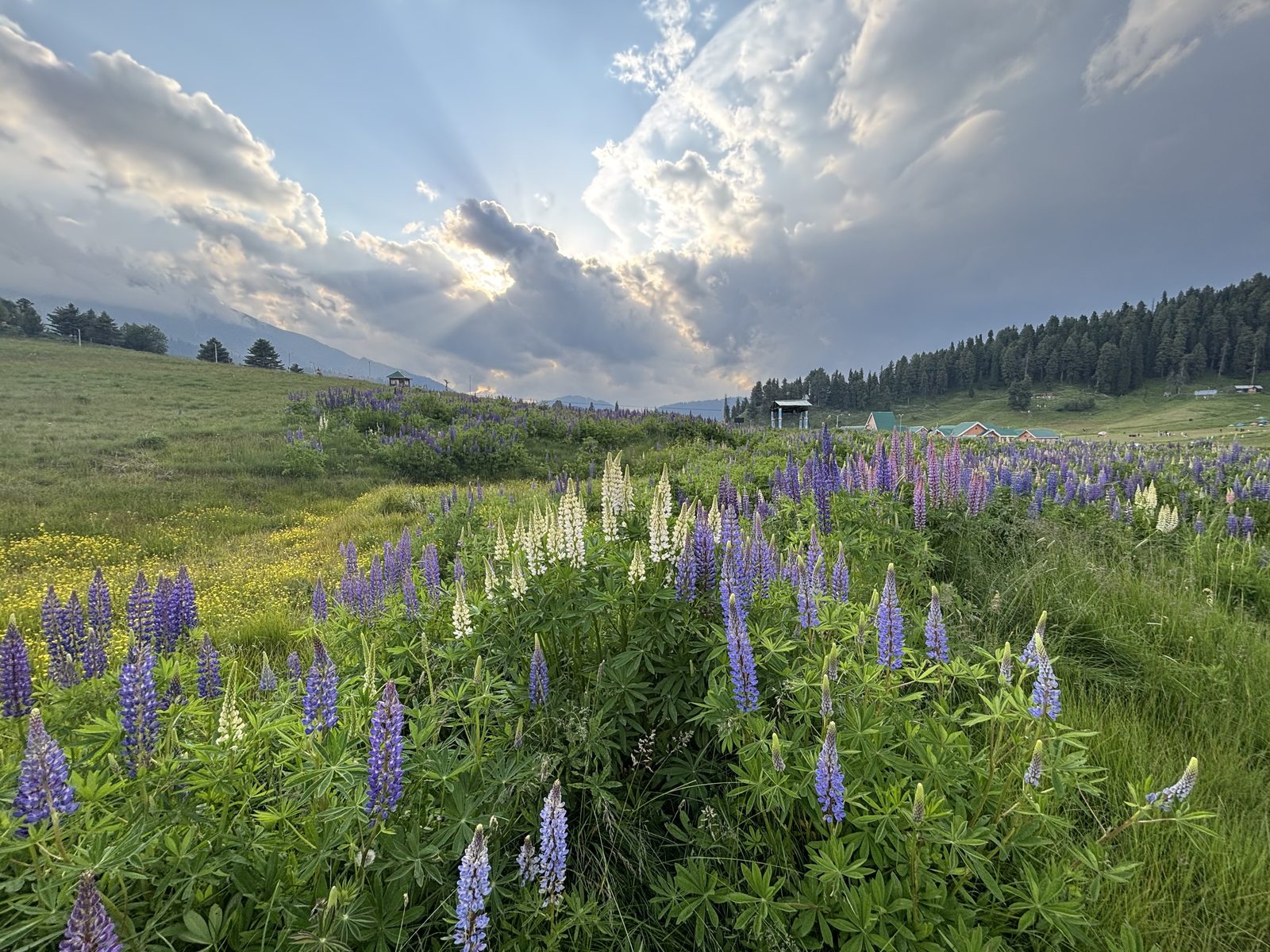 Wild summer meadow in the high valleys of Kashmir at golden hour