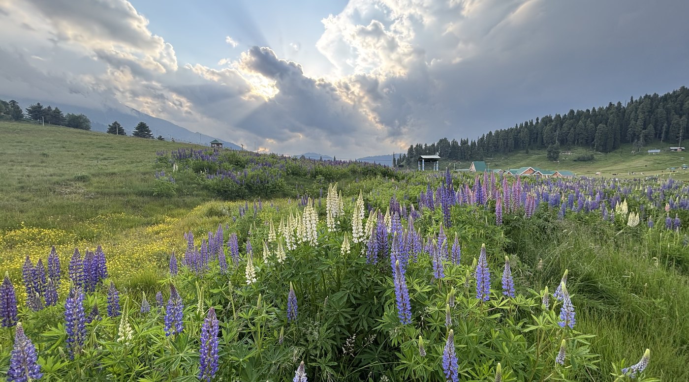 Wildflower meadow in a Kashmir valley in summer, with pine forest and cloud